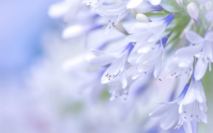 цветы, макро, голубой, агапантус, flowers, macro, blue, agapanthus