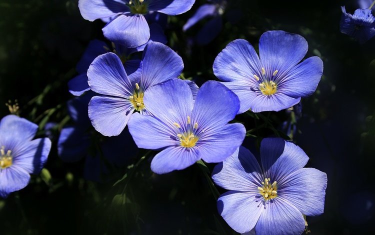 цветы, макро, лепестки, лен, голубые цветы, flowers, macro, petals, len, blue flowers