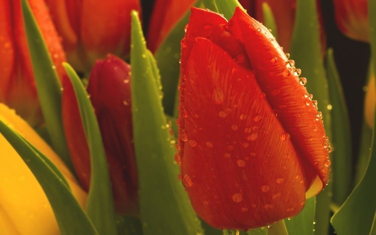цветы, макро, капли, бутон, тюльпаны, тюльпан, flowers, macro, drops, bud, tulips, tulip