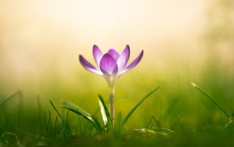 трава, макро, цветок, весна, крокус, шафран, grass, macro, flower, spring, krokus, saffron