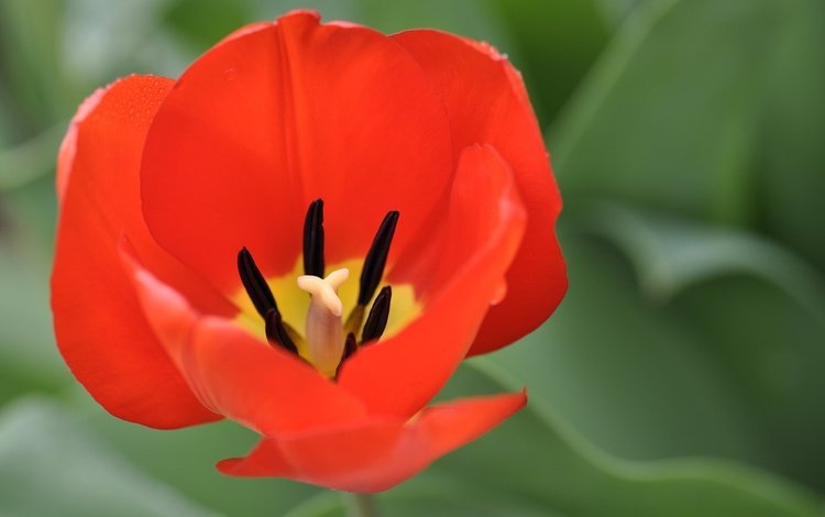 макро, цветок, лепестки, весна, тюльпан, macro, flower, petals, spring, tulip