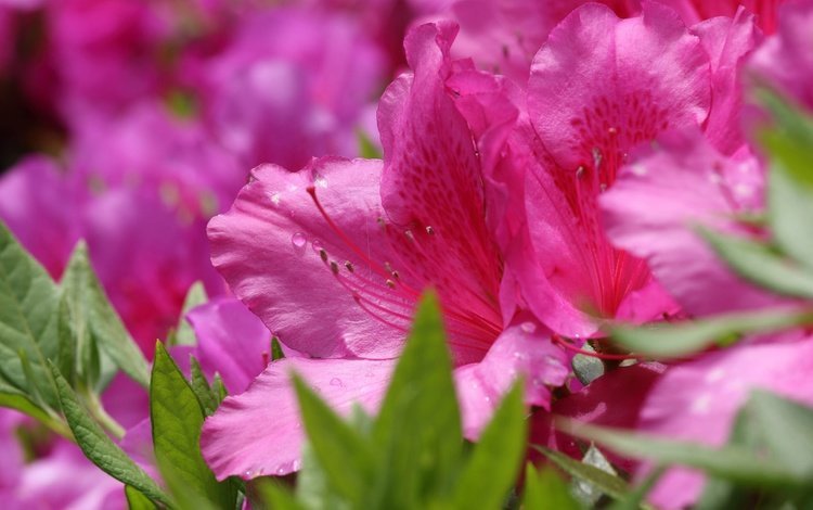 цветы, макро, розовые, азалия, рододендрон, flowers, macro, pink, azalea, rhododendron