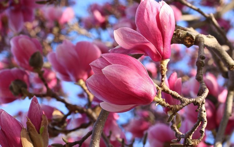 цветение, макро, весна, розовые, магнолия, flowering, macro, spring, pink, magnolia