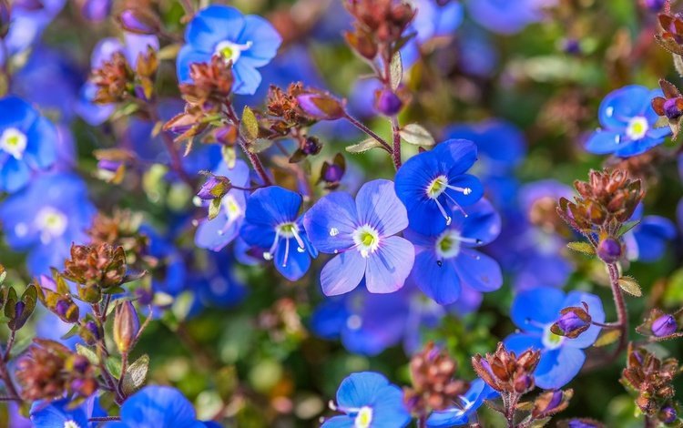 цветы, макро, незабудки, синие, немофила, jazzmatica, немофилы, flowers, macro, forget-me-nots, blue, nemophila
