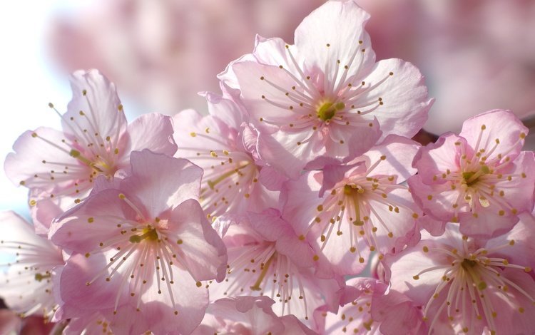 цветение, макро, весна, вишня, сакура, flowering, macro, spring, cherry, sakura