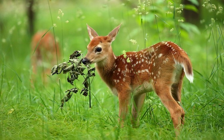 трава, олень, малыш, косуля, олененок, grass, deer, baby, roe, fawn