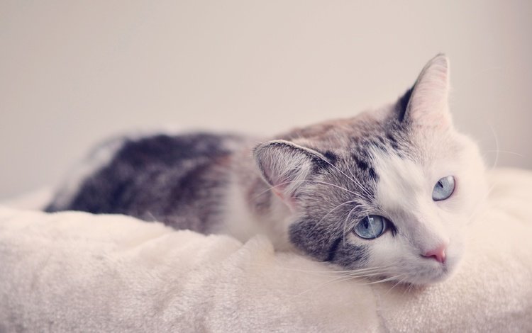 мордочка, кошка, взгляд, голубые глаза, muzzle, cat, look, blue eyes
