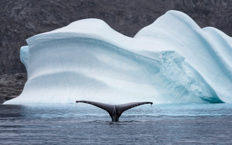 природа, море, животные, лёд, айсберг, хвост, кит, арктика, nature, sea, animals, ice, iceberg, tail, kit, arctic