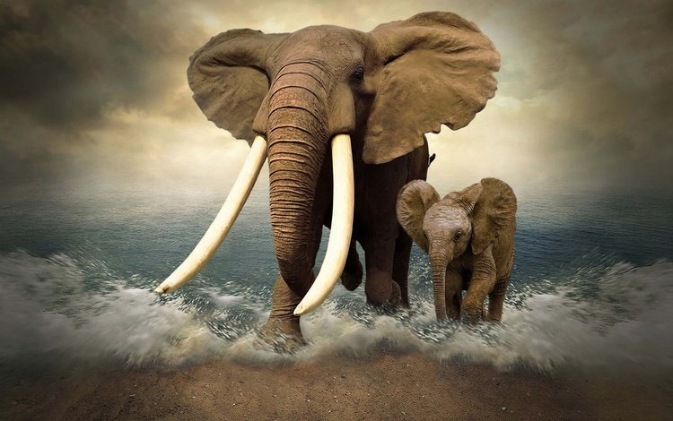 море, слон, фотошоп, слоны, слоненок, бивни, sea, elephant, photoshop, elephants, tusks