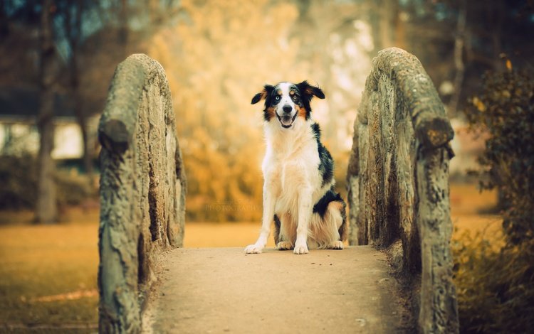 мост, собака, друг, австралийская овчарка, bridge, dog, each, australian shepherd