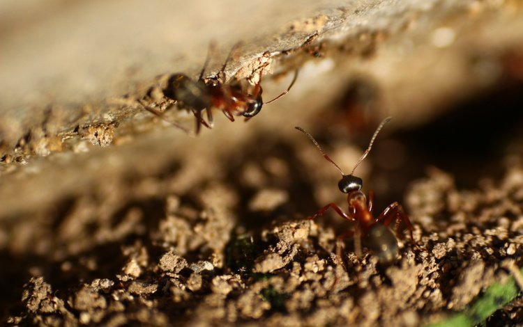 насекомые, усики, муравьи, insects, antennae, ants