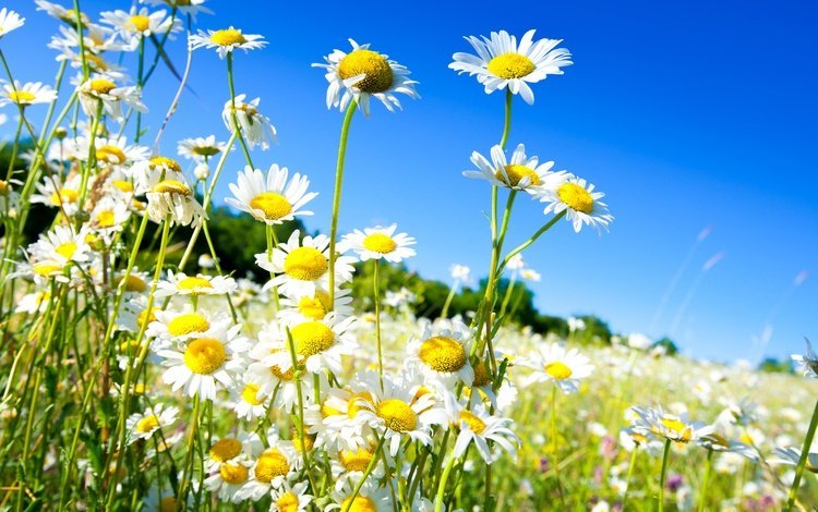 небо, цветы, солнце, поле, весна, ромашки, the sky, flowers, the sun, field, spring, chamomile