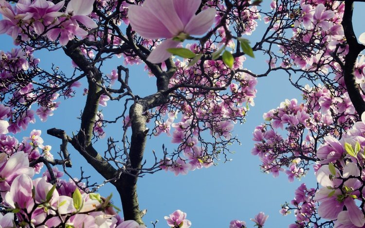 небо, дерево, цветение, весна, магнолия, the sky, tree, flowering, spring, magnolia