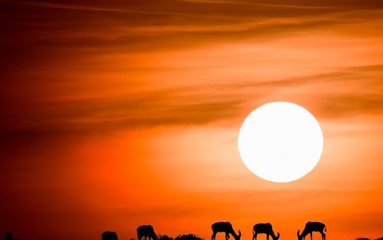 небо, солнце, закат, силуэты, антилопы, the sky, the sun, sunset, silhouettes, antelope