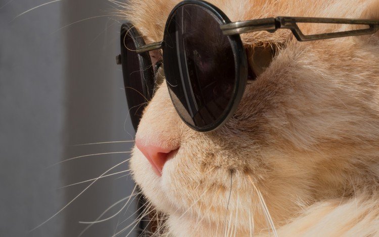 животные, кот, усы, кошка, очки, профиль, юмор, солнечные очки, animals, cat, mustache, glasses, profile, humor, sunglasses