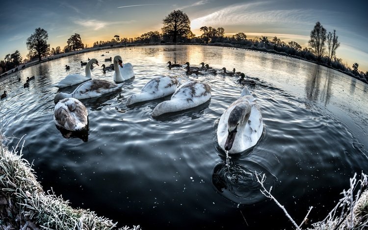 озеро, зима, птицы, лебеди, lake, winter, birds, swans