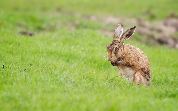 трава, поле, лето, кролик, заяц, grass, field, summer, rabbit, hare