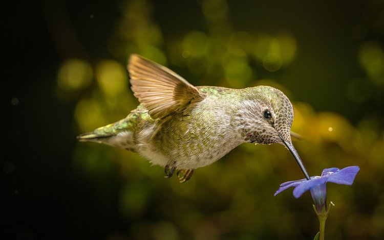 полет, цветок, крылья, птица, клюв, нектар, колибри, flight, flower, wings, bird, beak, nectar, hummingbird