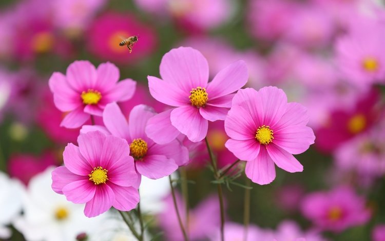 цветы, насекомое, полет, розовый, пчела, космея, flowers, insect, flight, pink, bee, kosmeya