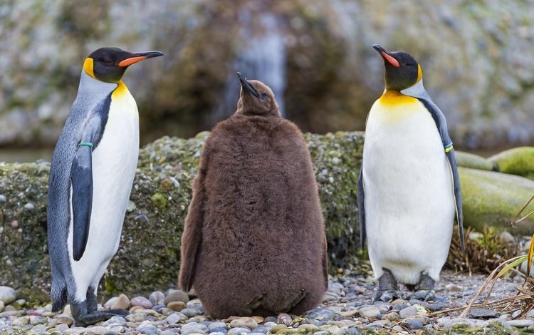 природа, берег, птицы, пингвин, пингвины, nature, shore, birds, penguin, penguins