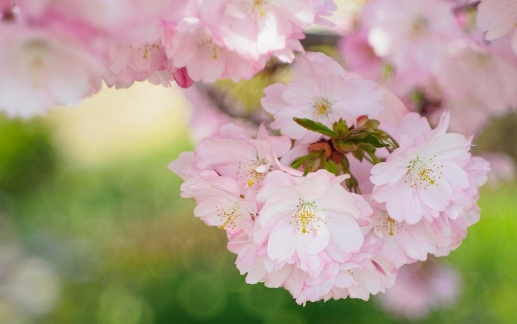 природа, цветение, лепестки, сад, весна, сакура, nature, flowering, petals, garden, spring, sakura