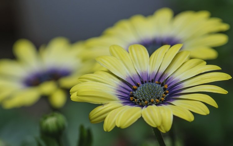 цветы, природа, лепестки, герберы, flowers, nature, petals, gerbera