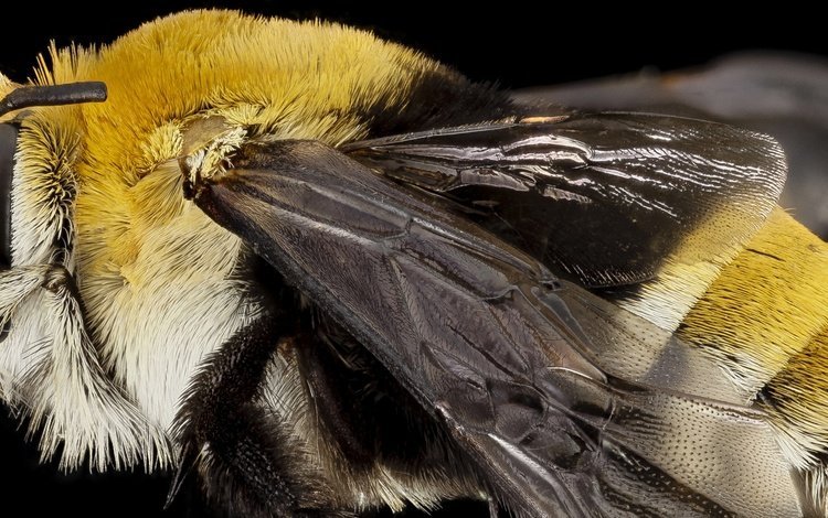 природа, макро, насекомое, крылья, пчела, крупным планом, nature, macro, insect, wings, bee, closeup