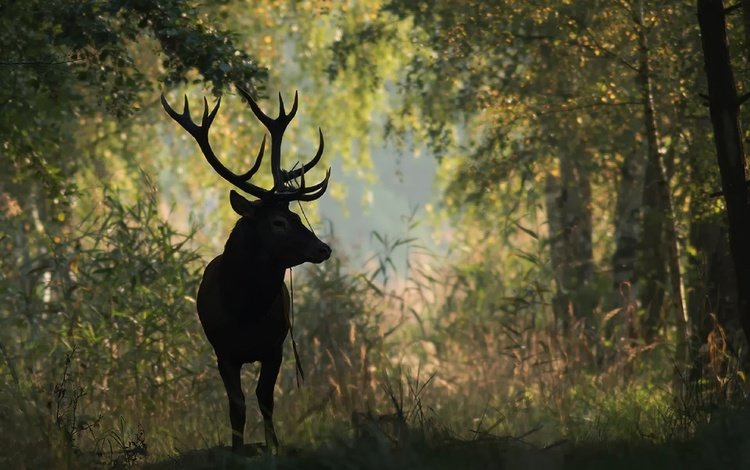 природа, лес, олень, животное, рога, nature, forest, deer, animal, horns