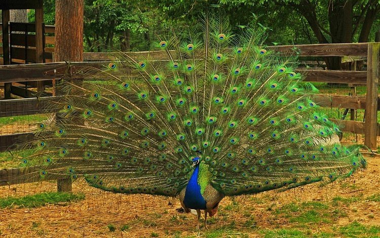 природа, птица, павлин, перья, хвост, оперение, nature, bird, peacock, feathers, tail