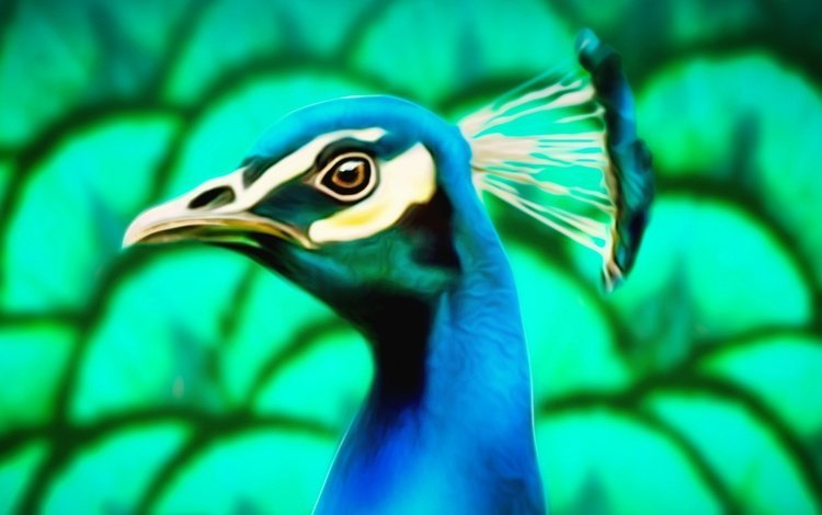 природа, птица, павлин, хохолок, nature, bird, peacock, crest