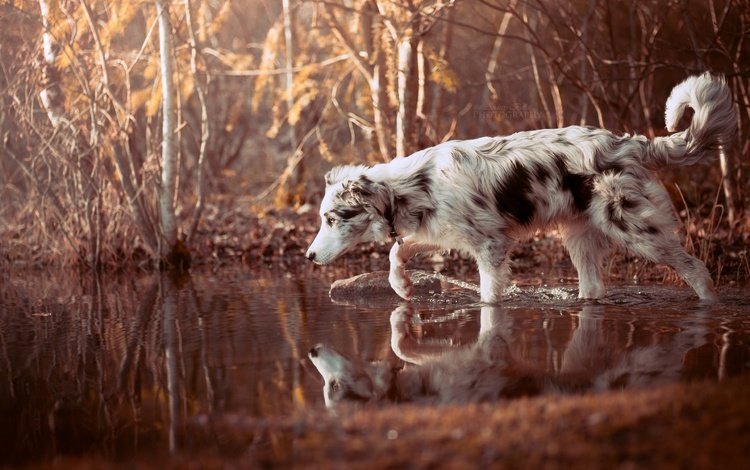 вода, природа, лес, отражение, собака, прогулка, друг, бордер-колли, water, nature, forest, reflection, dog, walk, each, the border collie