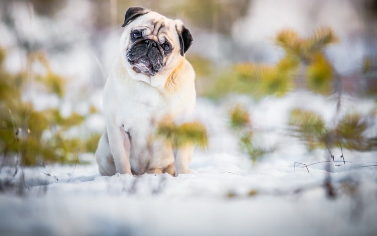 снег, природа, мордочка, взгляд, собака, лапки, мопс, snow, nature, muzzle, look, dog, legs, pug
