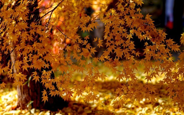 свет, деревья, природа, листья, парк, осень, клен, желтые, light, trees, nature, leaves, park, autumn, maple, yellow