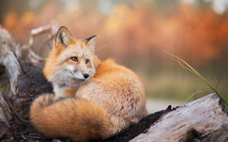 природа, лиса, лисица, животное, хвост, nature, fox, animal, tail