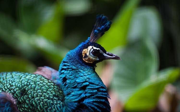 профиль, птица, клюв, павлин, оперение, хохолок, profile, bird, beak, peacock, tail, crest