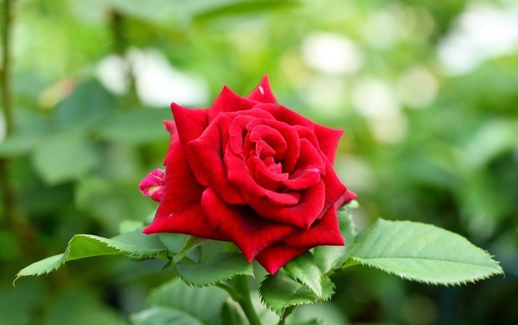 цветок, роза, бутон, красная роза, flower, rose, bud, red rose
