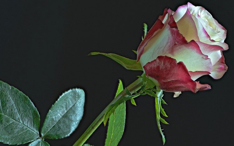 цветок, роза, бутон, черный фон, пестрый, flower, rose, bud, black background, motley
