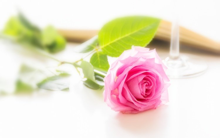 цветок, роза, бутон, розовый, flower, rose, bud, pink