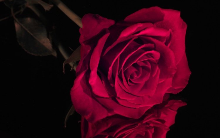 отражение, цветок, роза, красная, бутон, черный фон, reflection, flower, rose, red, bud, black background