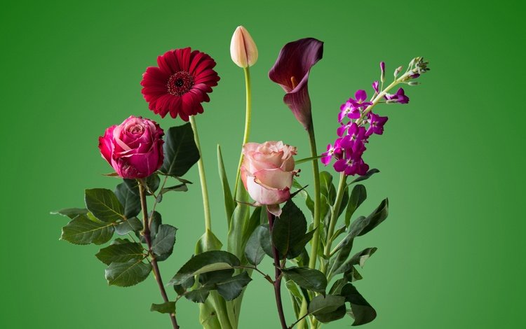 цветы, роза, лепестки, букет, тюльпан, стебель, гербера, flowers, rose, petals, bouquet, tulip, stem, gerbera