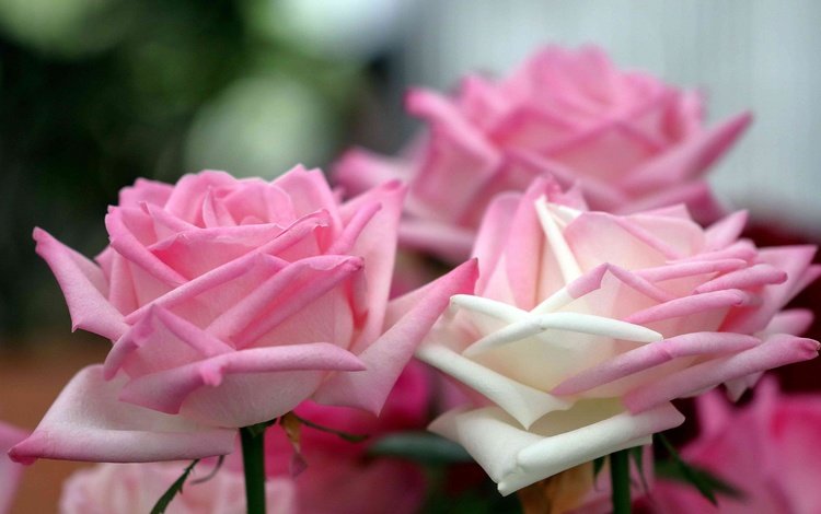 цветы, розы, лепестки, нежность, flowers, roses, petals, tenderness
