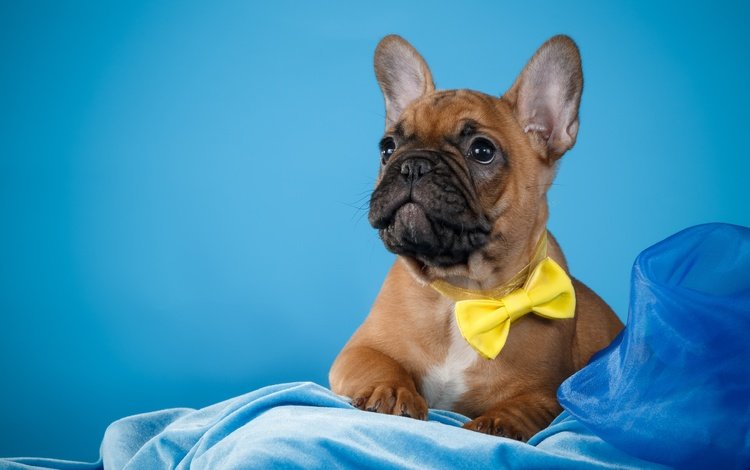 бабочка, собака, щенок, ткань, галстук, французский бульдог, butterfly, dog, puppy, fabric, tie, french bulldog