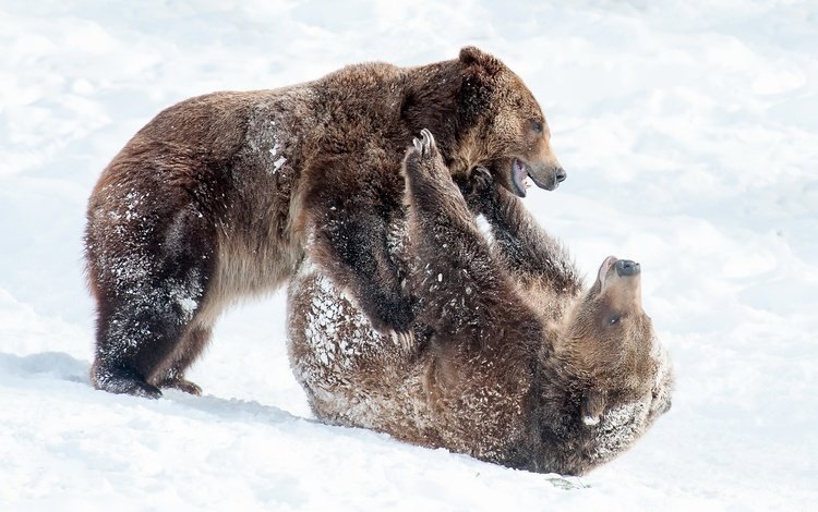 снег, природа, зима, лапы, борьба, медведь, игра, медведи, snow, nature, winter, paws, fight, bear, the game, bears