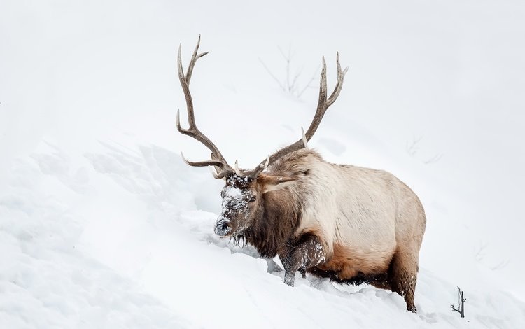снег, природа, олень, животное, рога, snow, nature, deer, animal, horns