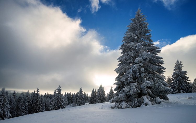 небо, облака, деревья, снег, природа, зима, the sky, clouds, trees, snow, nature, winter