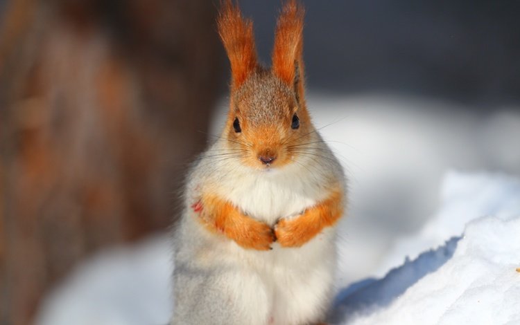 снег, усы, животное, белка, белочка, snow, mustache, animal, protein, squirrel