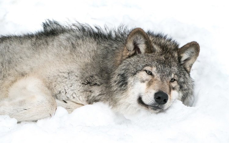 снег, хищник, волк, snow, predator, wolf