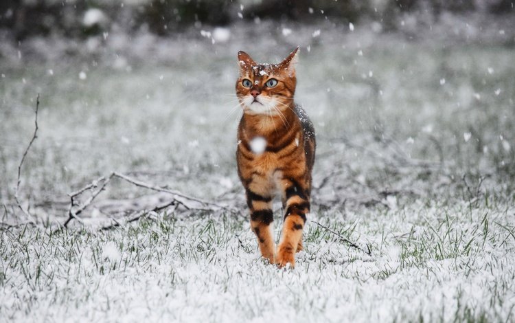 снег, зима, кот, кошка, прогулка, snow, winter, cat, walk