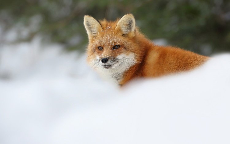 снег, зима, лиса, лисица, snow, winter, fox