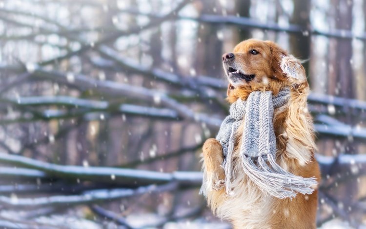 снег, зима, настроение, собака, шарф, стойка, золотистый ретривер, snow, winter, mood, dog, scarf, stand, golden retriever